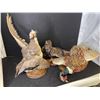 Image 2 : Group of 3 assorted taxidermized birds w/ stands (one missing head)