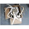 Image 1 : Small Box of Antlers