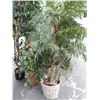 Image 1 : 5-Potted Silk Tree - 5 X $