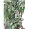 Image 2 : 5-Potted Silk Tree - 5 X $