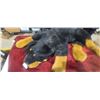 Image 3 : LARGE ROTTWEILER PILLOW