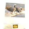 Image 2 : Lot of 5 Alaska Waterfowl Conservation Stamp prints: 1985 stamp print by Daniel Smith Executive Edit