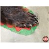 Image 5 : BEAR RUG (Teeth/Claws in tact) (73"L x 64"W) (SEE PICS!)