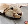 Image 3 : Cougar Rug (56" x 94") (SEE PICS!)