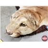 Image 5 : Cougar Rug (56" x 94") (SEE PICS!)