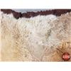 Image 7 : Cougar Rug (56" x 94") (SEE PICS!)