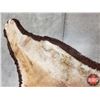 Image 8 : Cougar Rug (56" x 94") (SEE PICS!)