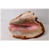 Image 5 : Large Conch Shell (has chip)