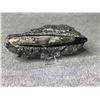 Image 1 : ORTHOCERAS FOSSIL SPECIMEN RETAIL $1200