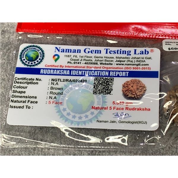 GENUINE NATURAL 5 FACE RUDRAKSHA RETAIL $600