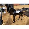 Image 1 : ALUM CAST COLT