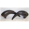 Image 1 : VARNISHED FAUX BISON HORNS