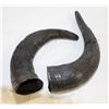 Image 1 : VARNISHED FAUX BISON HORNS