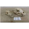 Image 1 : 2 Skulls ; Bear + Coyote