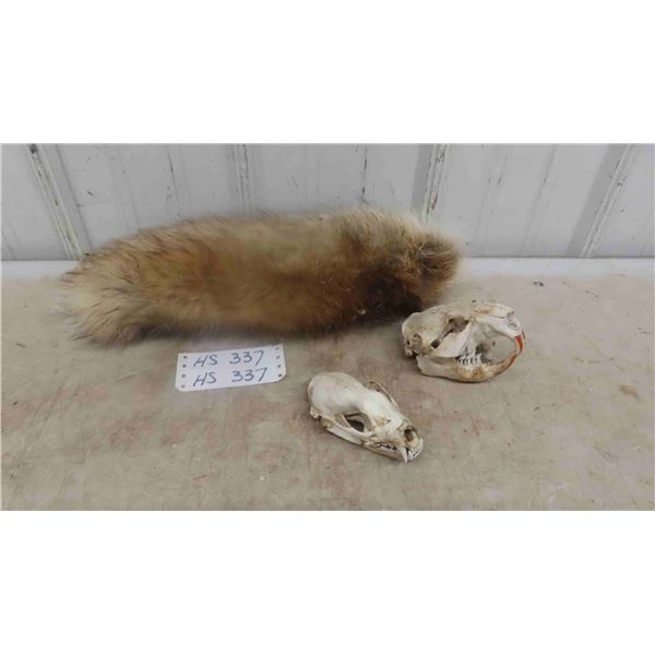 Believed to be?? A Fox Tail, Fox Skull & Beaver Skull