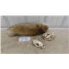 Image 1 : Believed to be?? A Fox Tail, Fox Skull & Beaver Skull