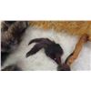 Image 12 : Tanned Hides : Rabbit, Coyote, Fox, Mink, Plus