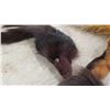 Image 13 : Tanned Hides : Rabbit, Coyote, Fox, Mink, Plus
