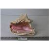 Image 1 : Conch Shell (has a hole)