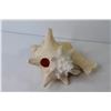 Image 2 : Conch Shell (has a hole)