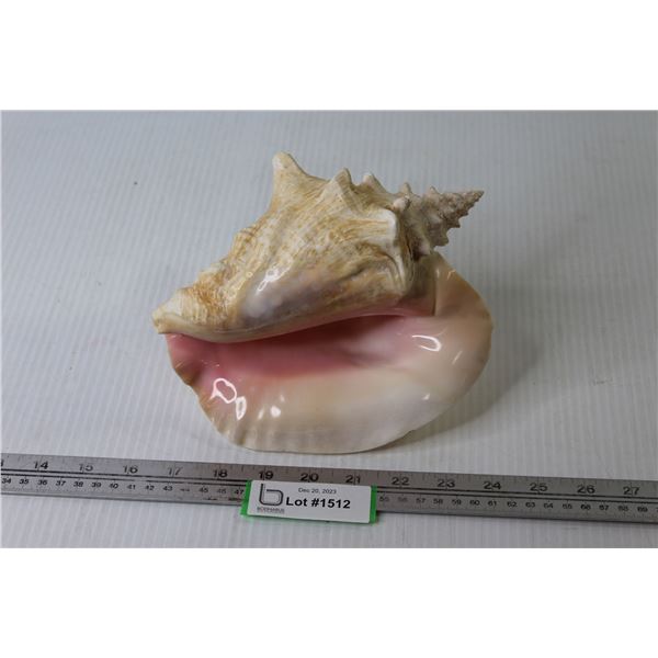 Conch Shell