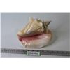 Image 1 : Conch Shell