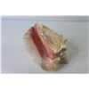 Image 2 : Conch Shell