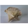 Image 3 : Conch Shell