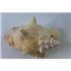 Image 4 : Conch Shell