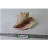 Image 1 : Conch Shell (has small hole - edge is chipped off)