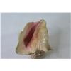 Image 2 : Conch Shell (has small hole - edge is chipped off)