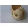 Image 2 : Conch Shell