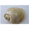 Image 3 : Conch Shell