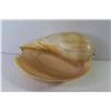 Image 5 : Conch Shell