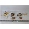Image 1 : Assorted Sea Shells (one has a turtle carved out on it)