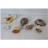 Image 6 : Assorted Sea Shells (one has a turtle carved out on it)