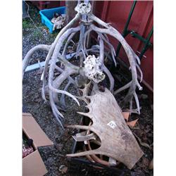 Large lot of antlers and horns (36)