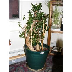 Large old Jade plant at least 30 years old (36)