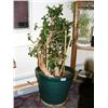 Image 1 : Large old Jade plant at least 30 years old (36)
