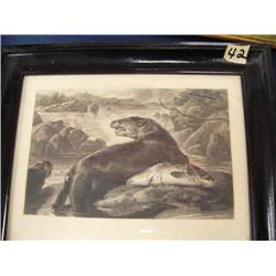 Old photograph of bear on salmon carcass in middle of river (500)