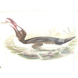 12-1/2"x18-1/2" early lithograph of penguin eating fish (500)