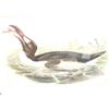 Image 1 : 12-1/2"x18-1/2" early lithograph of penguin eating fish (500)