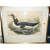 Image 2 : 12-1/2"x18-1/2" early lithograph of penguin eating fish (500)