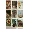 Image 2 : California Detroit Publishing Postcards Approx. 140