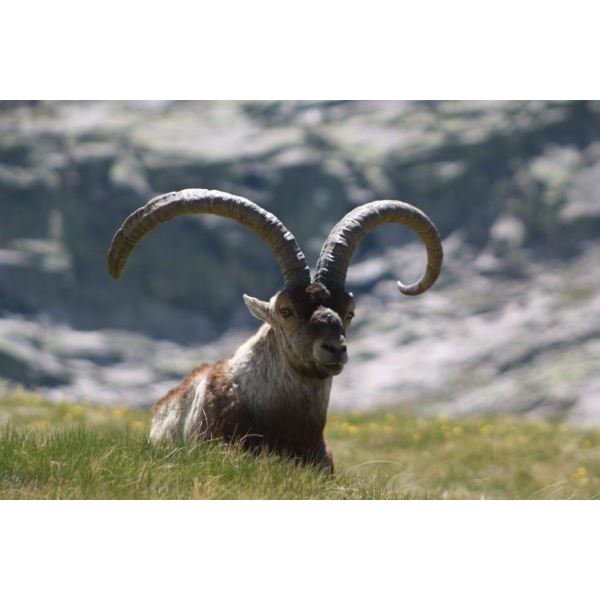 Beceite Ibex - Spain