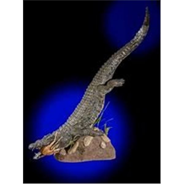 Vision Safaris- Crocodile & Impala