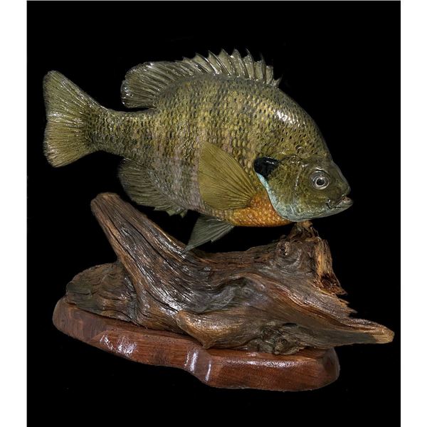 Fish Taxidermy  The Fish Studio