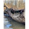 Image 12 : Arkansas Flooded Timber Duck Hunt