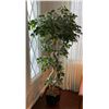 Image 1 : Artificial Indian Laurel Tree 70Hx33W