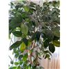 Image 3 : Artificial Indian Laurel Tree 70Hx33W